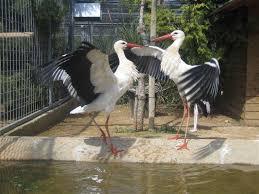 Réserve naturelle Birdpark Malta